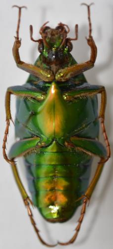 Réf. 270 150 : Chalcothea neglecta